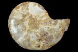 Sliced, Agatized Ammonite Fossil (Half) - Jurassic #100554-1